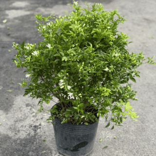 Cây nguyệt quế hoa trắng Cây công trình