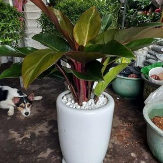 Cây trầu bà đế vương đỏ Cây văn phòng