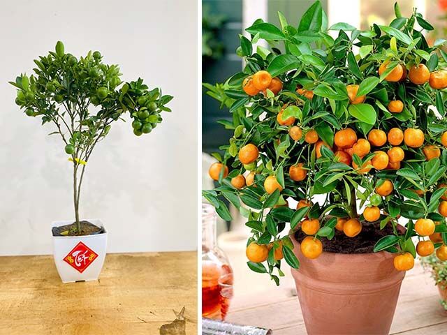 Bí quyết "vàng" cách trộn tỷ lệ đất trồng cây tắc (cây hạnh) hiệu quả Kỹ thuật trồng cây  