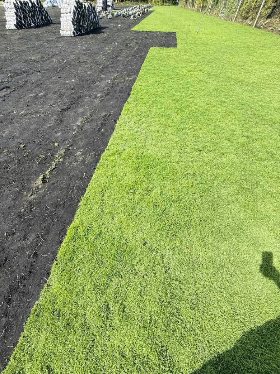 Dịch Vụ Trồng Cỏ Sân Vườn Chuyên Nghiệp: Báo Giá và Tổng Hợp Thông Tin Chi Tiết (2025-2026) Dịch vụ trồng cỏ Dịch vụ cây xanh  trồng cỏ sân vườn Cách trồng cỏ sân vườn 