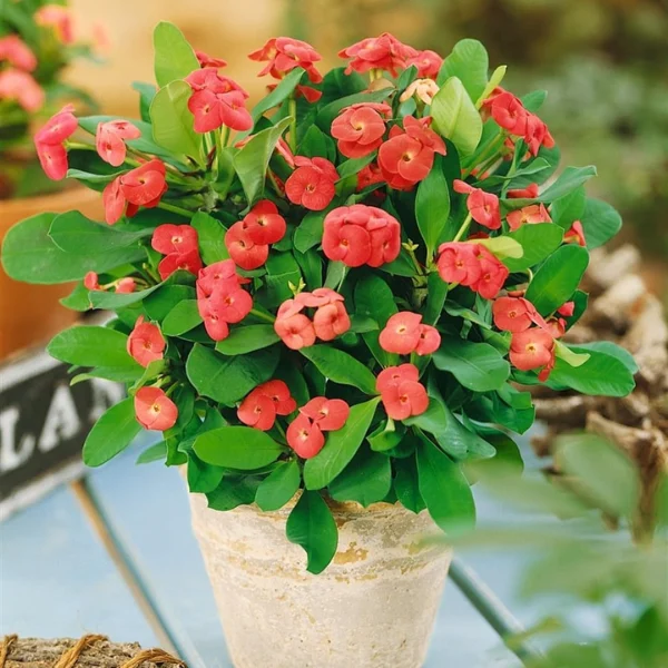 Cây xương rồng bát tiên Cây xương rồng