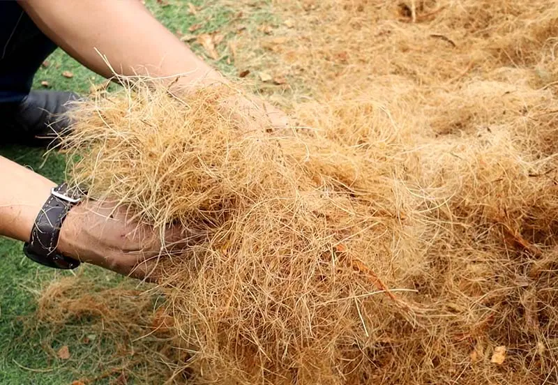 Kinh nghiệm nên trồng lan bằng xơ dừa tươi hay khô Kỹ thuật trồng cây Hướng dẫn chăm sóc cây  