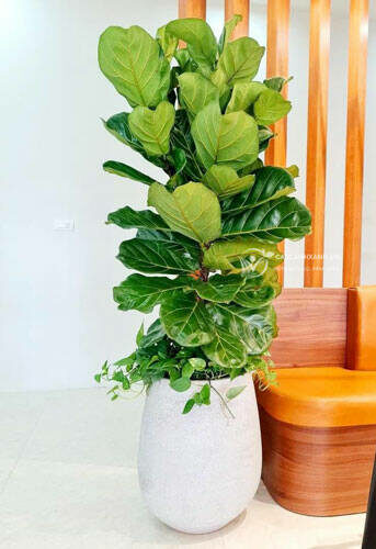 Cây bàng Singapore Cây văn phòng