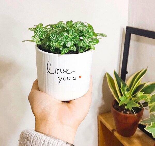 Top 6 Loại Cây Xanh Tặng Người Yêu Là Nữ – Vừa Xinh Xắn, Vừa Ý Nghĩa Cây xanh phong thuỷ Dịch vụ cây xanh Hướng dẫn chăm sóc cây Loài cây Loài hoa Vựa cây cảnh  