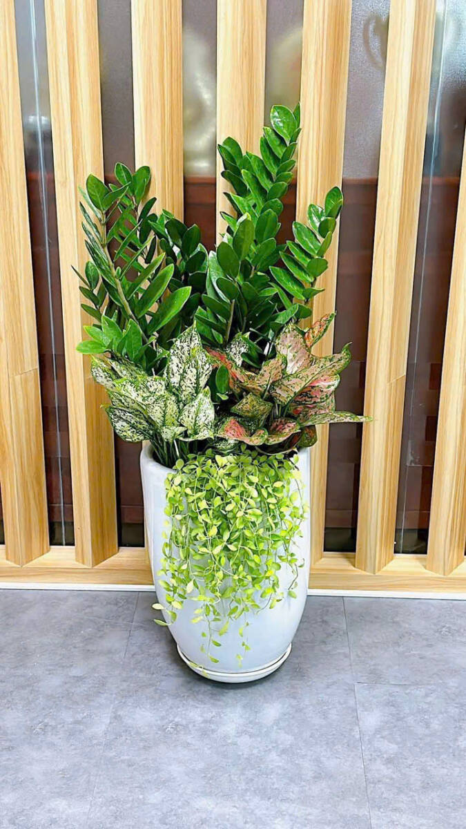 Cây Xanh Tặng Khai Trương – Món Quà Gửi Gắm Tài Lộc & May Mắn Cây xanh phong thuỷ Dịch vụ cây xanh Hướng dẫn chăm sóc cây Kỹ thuật trồng cây Loài cây Loài hoa Thi công công trình Thi công sân thượng Thiết kế ban công Thiết kế cảnh quan Thiết kế cảnh quan sân vườn Thiết kế sân vườn Video trồng cây xanh  