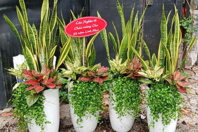 🔝 Cây Cảnh, Cây Xanh Quận 4 ở TPHCM – Chuyên Thi Công, Cung Cấp Cây Chậu, Cây Trường Học, Văn Phòng Khu vực giao cây xanh Vựa cây cảnh  Cây Xanh Cây cảnh Thành Thái 