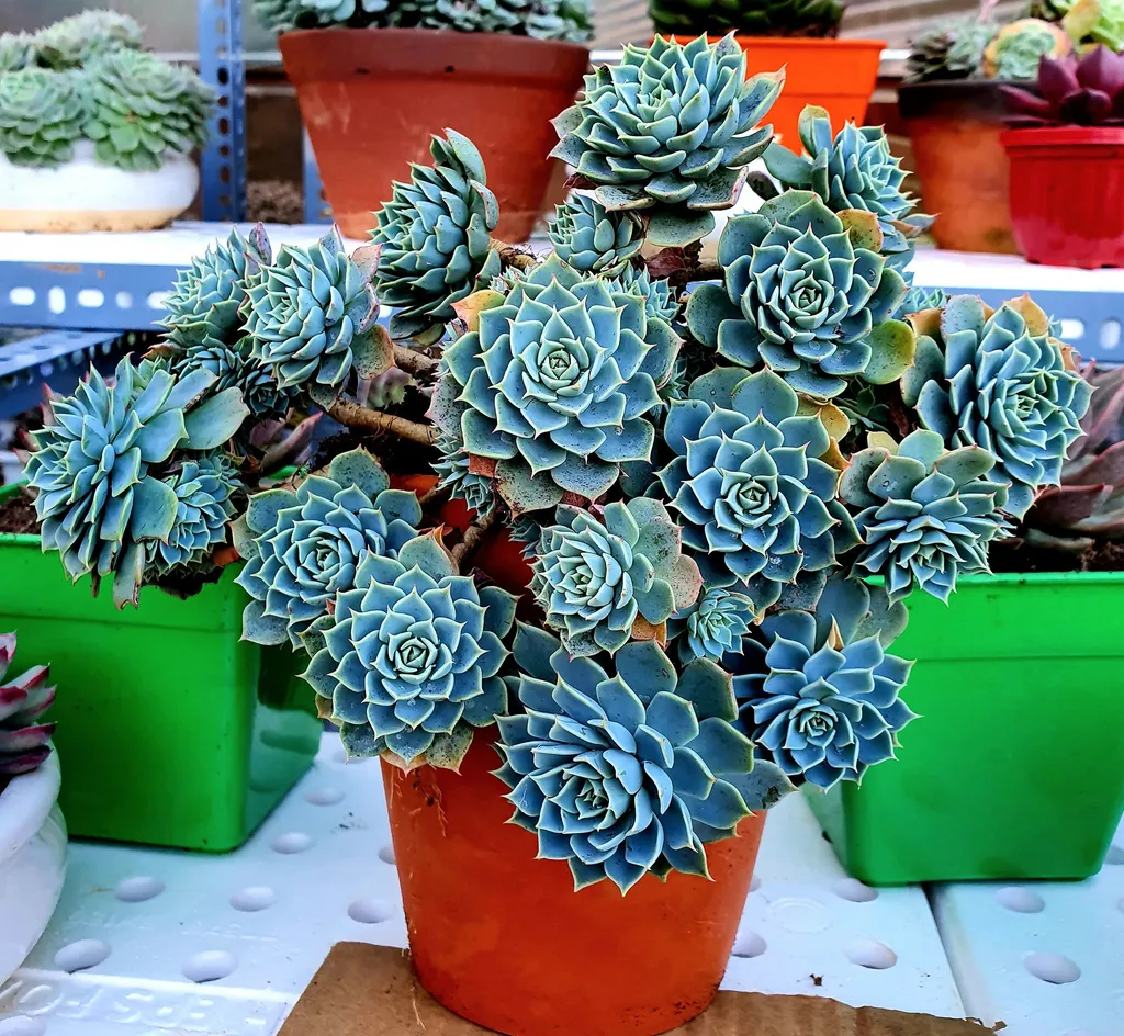 Top 10 loại cây phong thủy hợp với người mệnh Kim Cây xanh phong thuỷ Chăm sóc sen đá Dịch vụ cây xanh Hướng dẫn chăm sóc cây Kỹ thuật trồng cây Loài cây Loài hoa Thiết kế sân vườn  