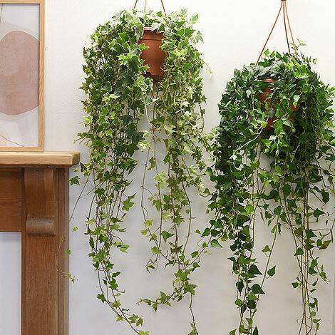 Cây Thường Xuân Làm Giàn Leo – Mảng Xanh Mềm Mại Cho Mọi Không Gian Cây không khí Cây xanh phong thuỷ Dịch vụ cây xanh Hướng dẫn chăm sóc cây Kỹ thuật trồng cây Loài cây Loài hoa Thi công công trình Thi công sân thượng Thiết kế ban công Thiết kế cảnh quan Thiết kế cảnh quan sân vườn Thiết kế sân vườn  