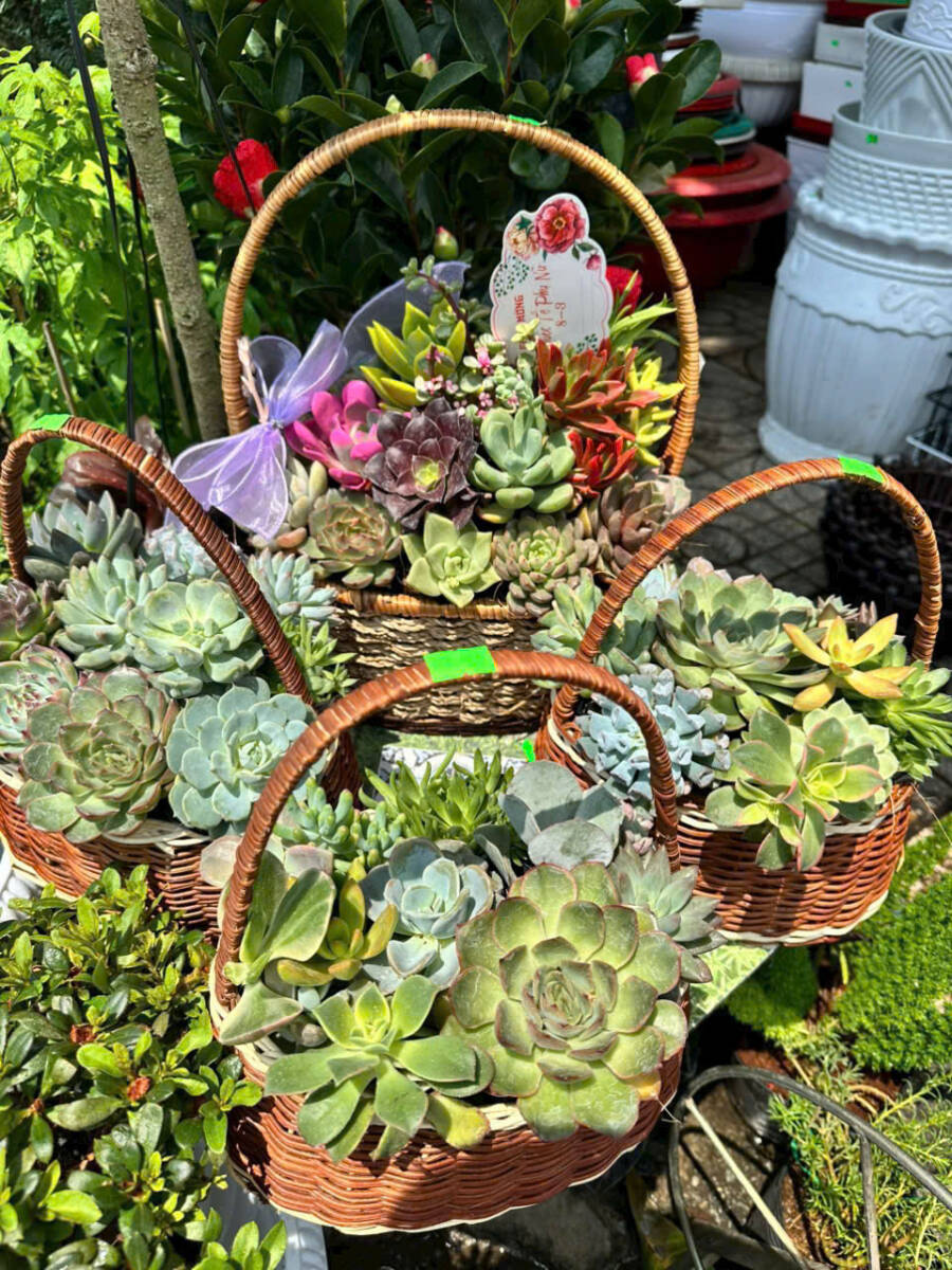 Top 8 Loại Cây Xanh Tặng Mẹ Ý Nghĩa Nhất Cây xanh phong thuỷ Dịch vụ cây xanh Loài cây Loài hoa  