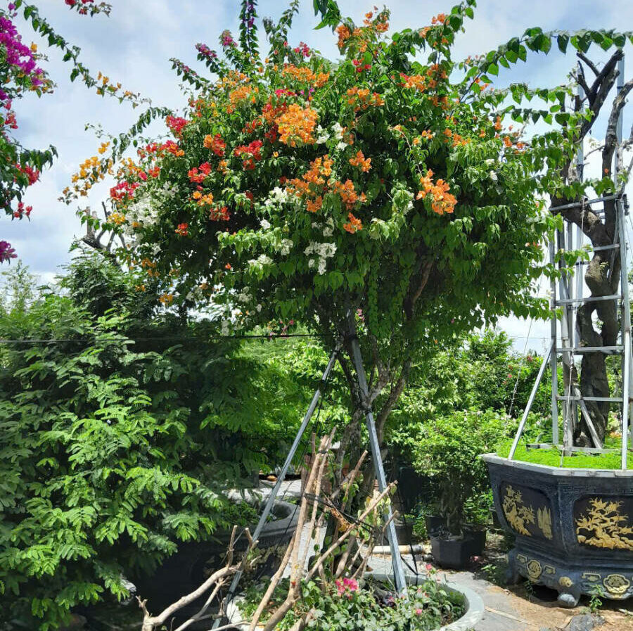 Cây hoa giấy ngũ sắc Thái Lan cao 2m5-3m Cây + Chậu