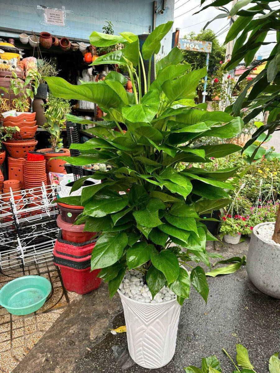 Top 10 Cây Phong Thủy Hợp Với Người Mệnh Mộc Cây xanh phong thuỷ Dịch vụ cây xanh Hướng dẫn chăm sóc cây Kỹ thuật trồng cây Loài cây Loài hoa  