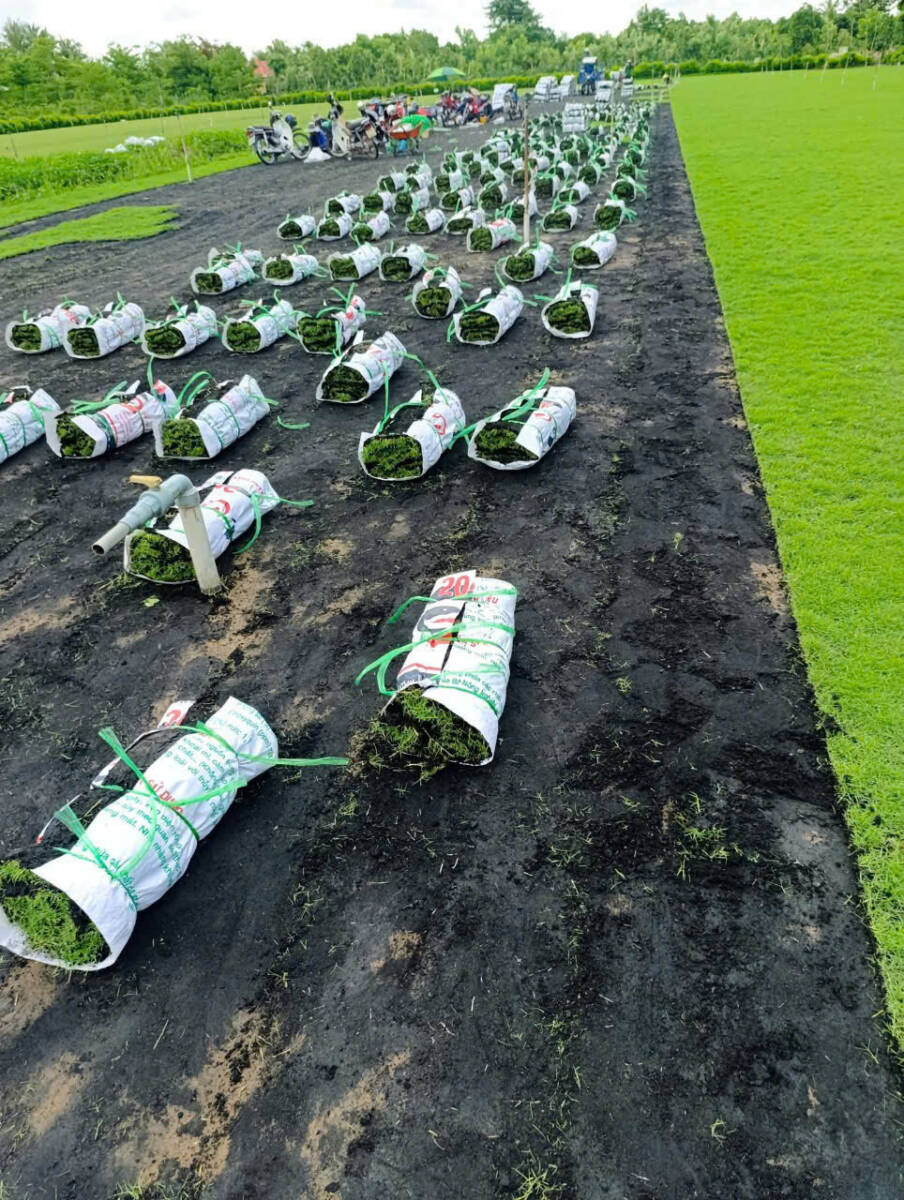 Dịch Vụ Trồng Cỏ Nhung Nhật: Mang Mảng Xanh Mượt Mà, Đẳng Cấp Cho Không Gian Của Bạn Dịch vụ cây xanh Dịch vụ trồng cỏ Thiết kế sân vườn  