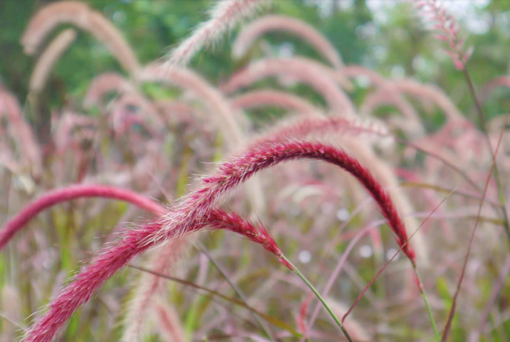 Cây cỏ lau tím đuôi chồn Cây cỏ
